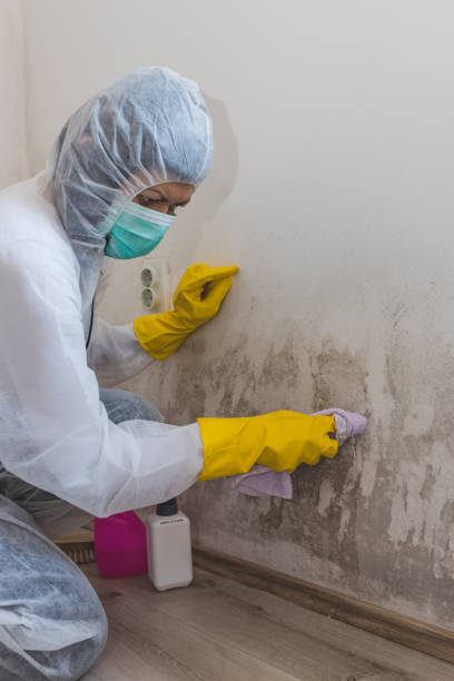 Mold Documentation for Insurance Claims in Darlington, SC